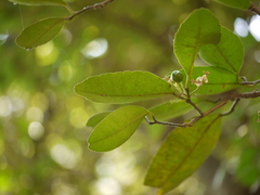 Atalantia racemosa