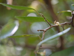Atalantia racemosa