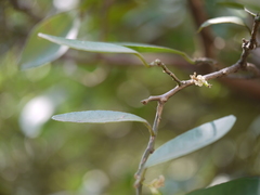 Atalantia racemosa