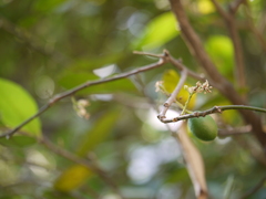 Atalantia racemosa