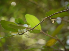 Atalantia racemosa