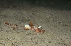 Chelidonichthys obscurus