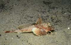 Chelidonichthys obscurus