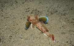 Chelidonichthys obscurus