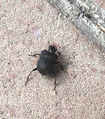 Cephalodesmius armiger