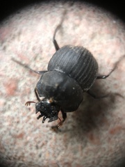 Cephalodesmius armiger