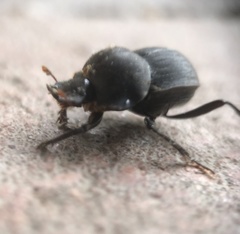 Cephalodesmius armiger