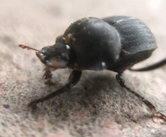 Cephalodesmius armiger