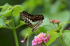 Graphium macfarlanei