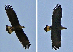 Haliaeetus leucoryphus