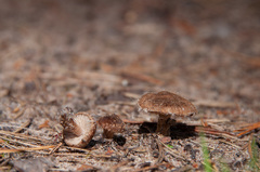 Inocybe lacera