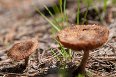 Inocybe lacera