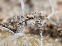 Aelurillus dubatolovi