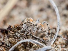 Aelurillus dubatolovi