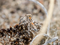 Aelurillus dubatolovi