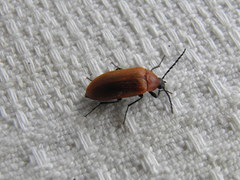 Pseudocistela ceramboides