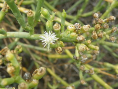 Mesembryanthemum coriarium