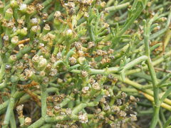 Mesembryanthemum coriarium