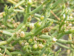 Mesembryanthemum coriarium