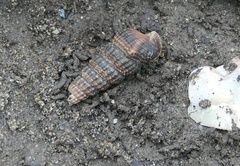 Cerithidea rhizophorarum