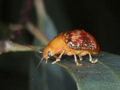 Paropsis aspera
