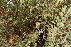 Banksia ornata