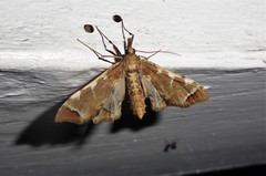 Leucinodes cordalis