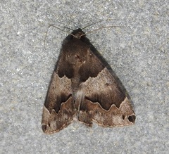 Dysgonia senex