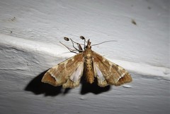 Leucinodes cordalis