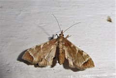 Leucinodes cordalis
