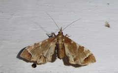 Leucinodes cordalis
