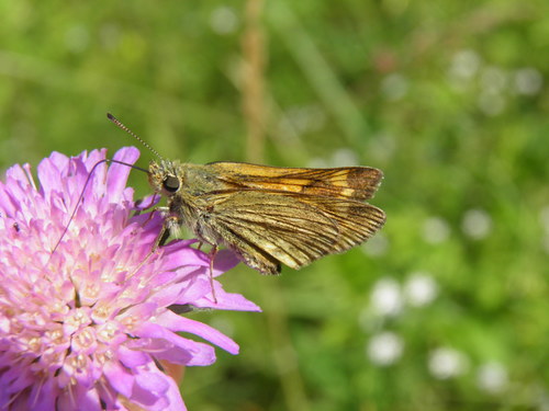 Miškinis Storgalvis