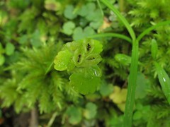 Chrysosplenium pilosum