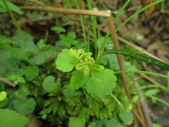 Chrysosplenium pilosum