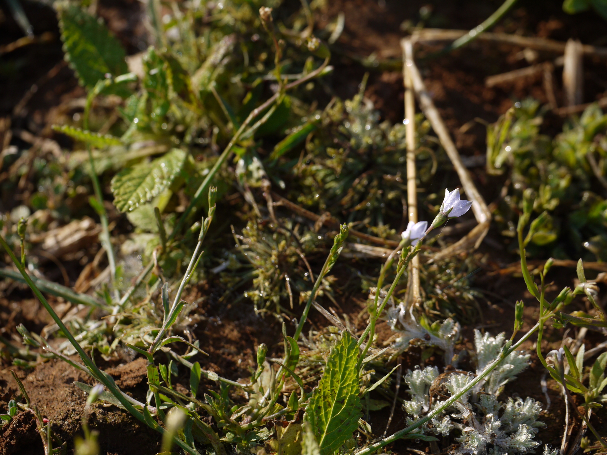 Wahlenbergia marginata (Thunb.) A.DC.