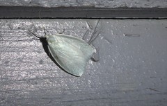 Nymphostola galactina
