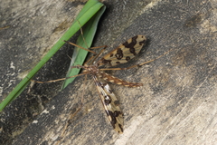 Mischoderus annuliferus