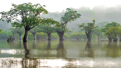 Macrolobium acaciifolium