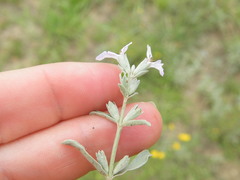 Stachys