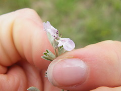 Stachys
