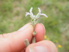Stachys