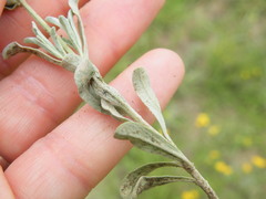 Stachys