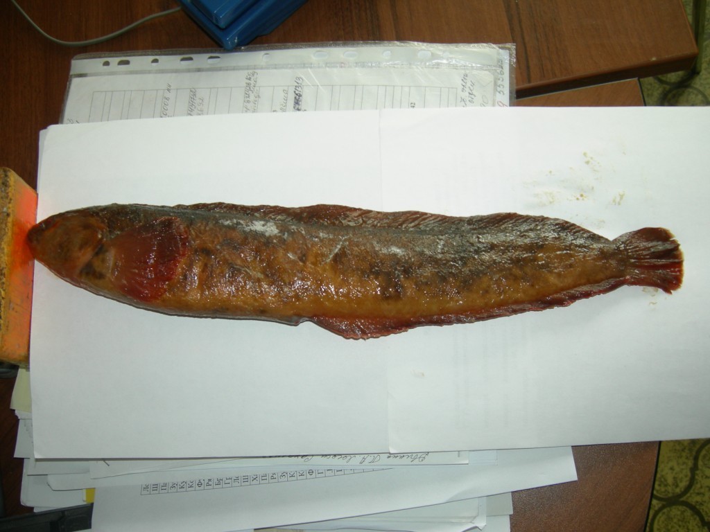 Dybowsky's Blenny