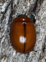 Paropsisterna rufobrunnea