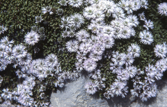 Globularia repens