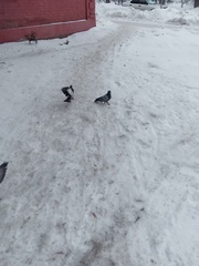 Columba livia domestica