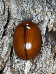 Paropsisterna rufobrunnea