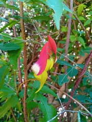 Crotalaria grevei