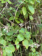 Jovellana sinclairii