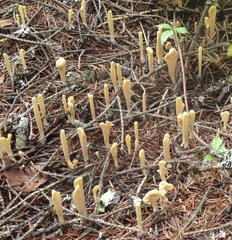 Clavariadelphus sachalinensis